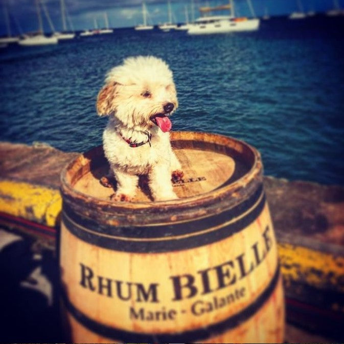 Bielle blanc 59° – 1 litre ! *** Concours Général Agricole Paris 2007 et 2011