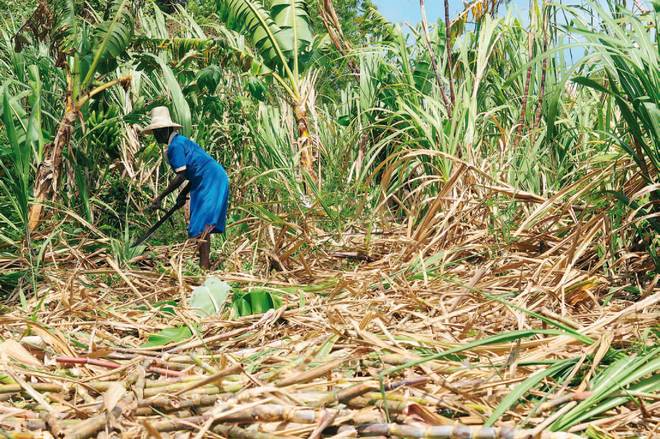 Bielle blanc 59° – 1 litre ! *** Concours Général Agricole Paris 2007 et 2011